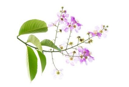 Το Gluconol περιέχει Banaba