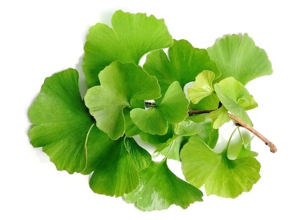 Το Gluconol περιέχει Ginkgo biloba